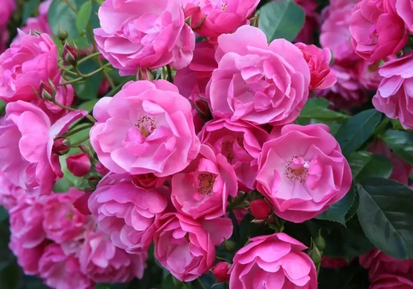 Rosa Angela