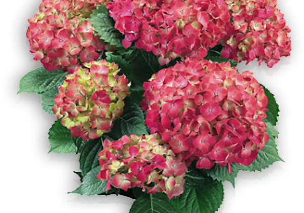 Hydrangea macrophylla Leuchtfeuer, 17cm podā