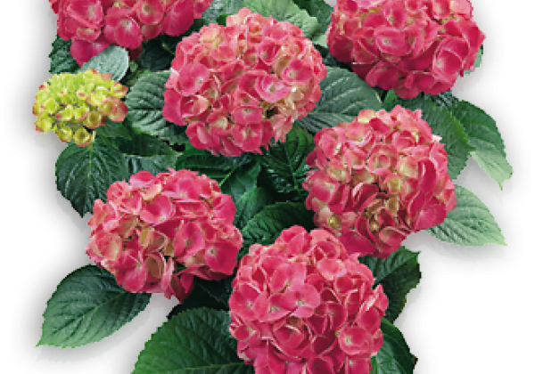 Hydrangea macrophylla Schöne Bautznerin, 19cm podā