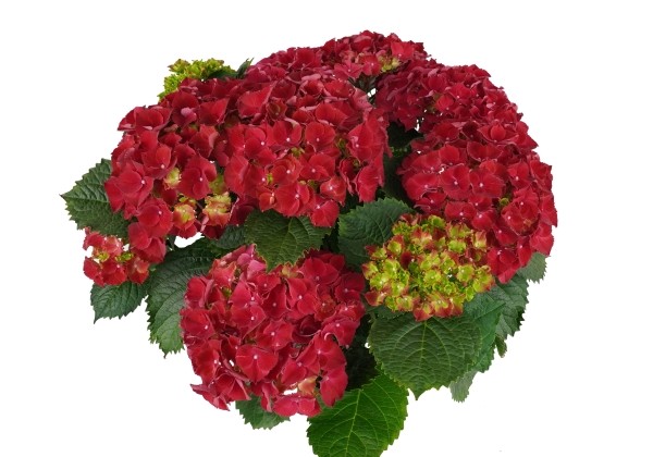 Hydrangea macrophylla High Fire, 14cm podā