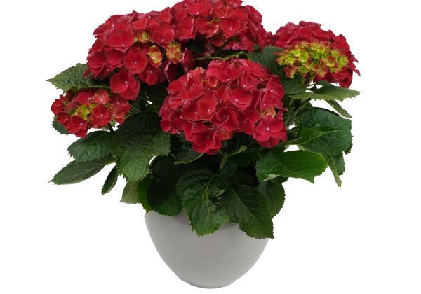 Hydrangea macrophylla High Fire, 14cm podā