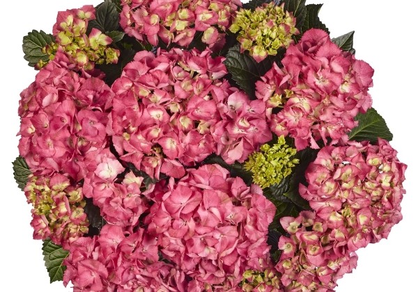 Hydrangea macrophylla Baladia Hot pink, 19cm podā