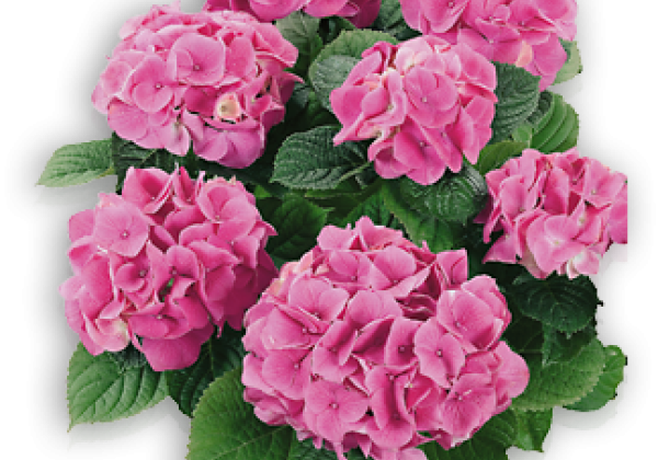Hydrangea macrophylla Rosita, 14cm podā