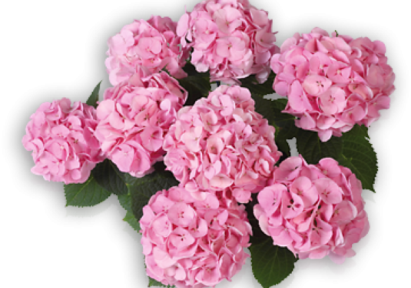 Hydrangea macrophylla Bela rosa, 17cm podā