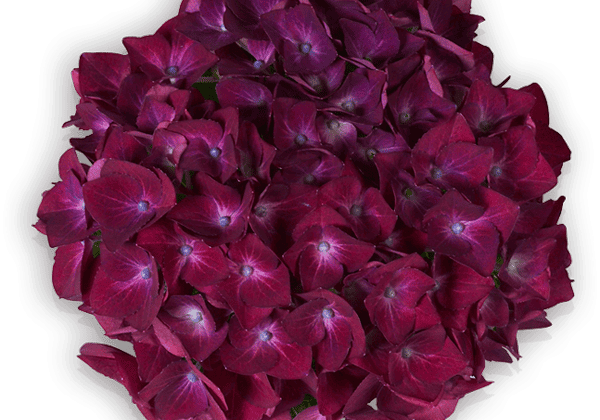 Hydrangea macrophylla Hot Red lila, 14cm