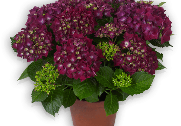 Hydrangea macrophylla Hot Red lila, 14cm