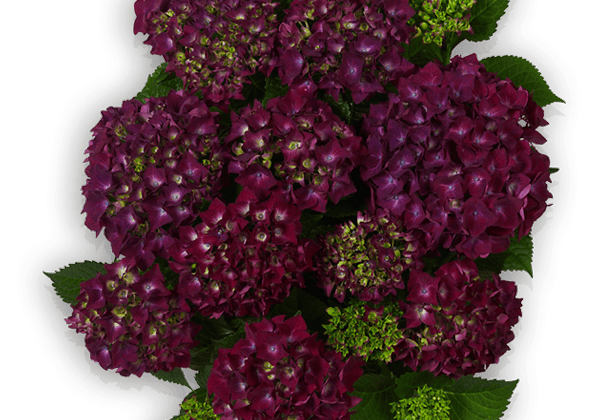 Hydrangea macrophylla Hot Red lila, 14cm
