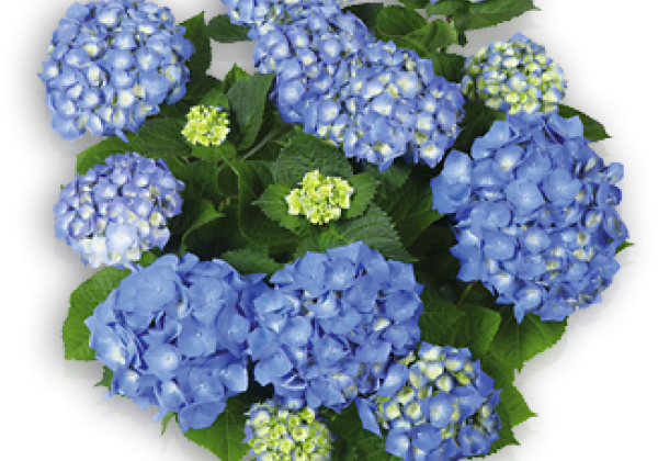Hydrangea macrophylla Bela, 50cm podā