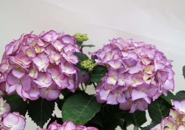 Hydrangea macrophylla Adula lila, 14cm podā