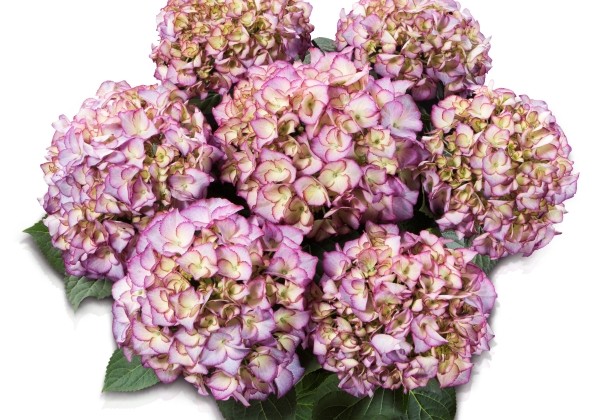 Hydrangea macrophylla Adula lila, 14cm podā