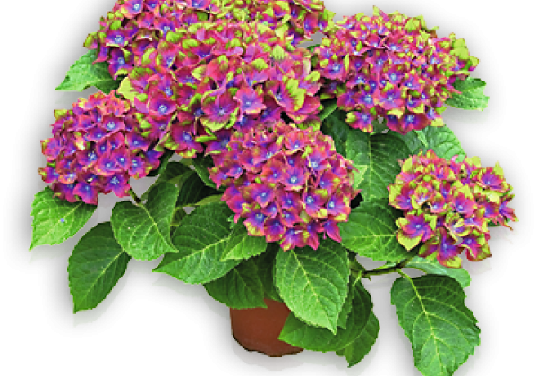 Hydrangea macrophylla Saxon Schloss Wackerbarth, 23cm podā