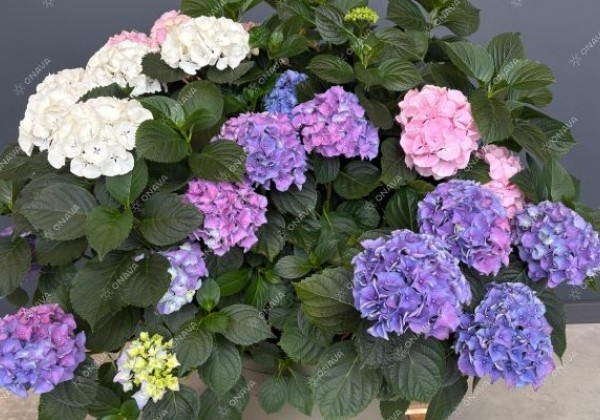 Hydrangea macrophylla Colour Club Tabeltenisa Blau (Ampel) 10cm podā