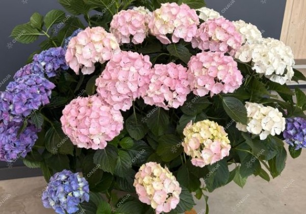 Hydrangea macrophylla Colour Club Tabeltenisa Blau (Ampel) 10cm podā