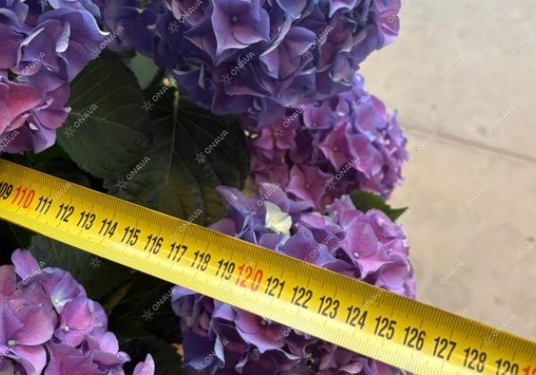Hydrangea macrophylla Colour Club Tabeltenisa Blau (Ampel) 10cm podā