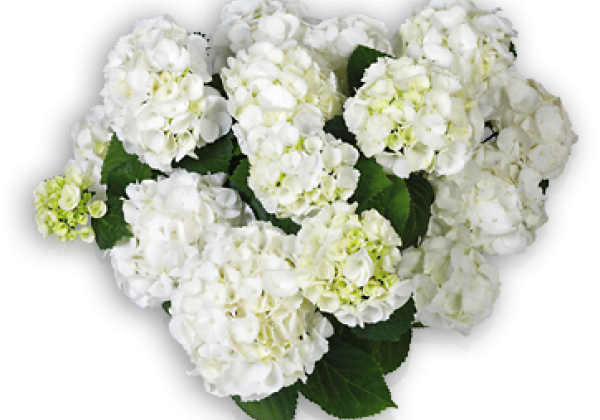 Hydrangea macrophylla Saxon Schneeball , 14cm podā