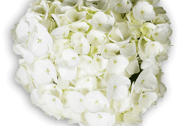 Hydrangea macrophylla First White 17cm podā