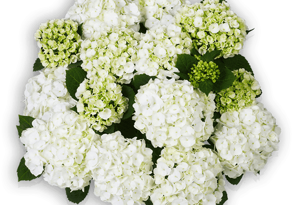 Hydrangea macrophylla First White 17cm podā