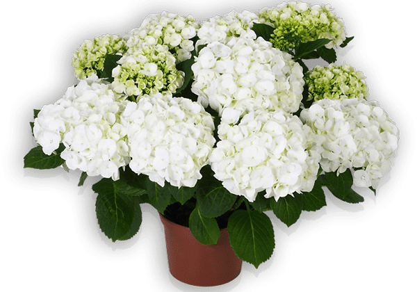 Hydrangea macrophylla First White 17cm podā