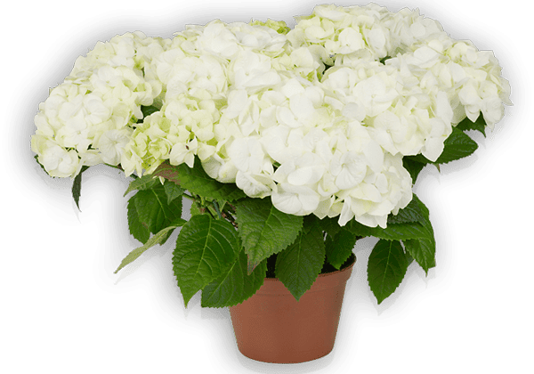 Hydrangea macrophylla Vanilla Sky 19cm podā