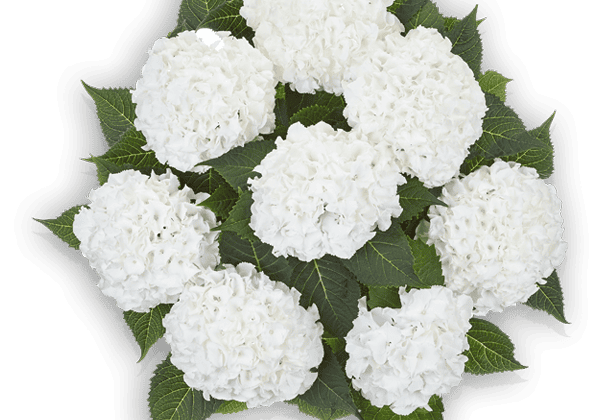 Hydrangea macrophylla Ice Boy 23cm podā