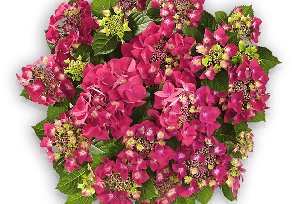 Hydrangea macrophylla Frisbee Hot Pink 14cm podā
