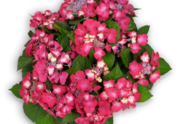 Hydrangea macrophylla Dark Angel, 50cm podā