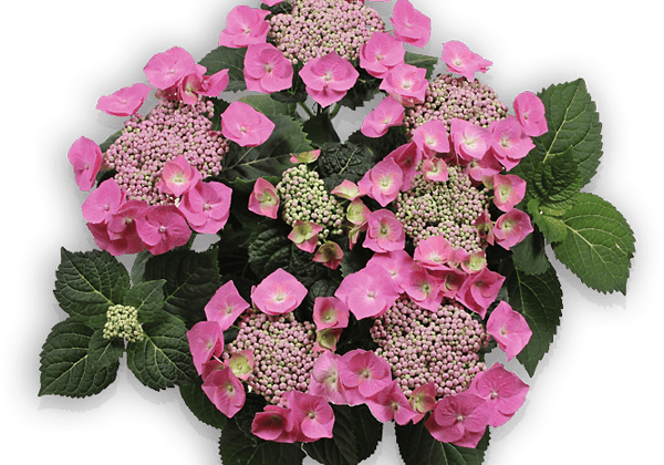 Hydrangea macrophylla Blaumeise rosa, 37cm podā