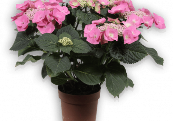 Hydrangea macrophylla Blaumeise rosa, 37cm podā