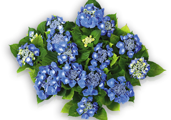 Hydrangea macrophylla Blaumeise, 19cm podā