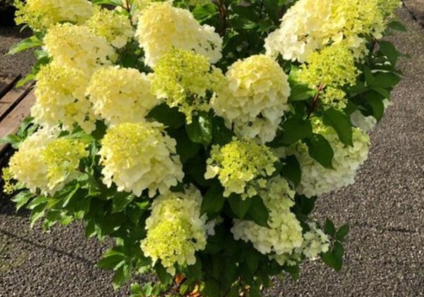 Hydrangea paniculata Hercules, 14cm podā
