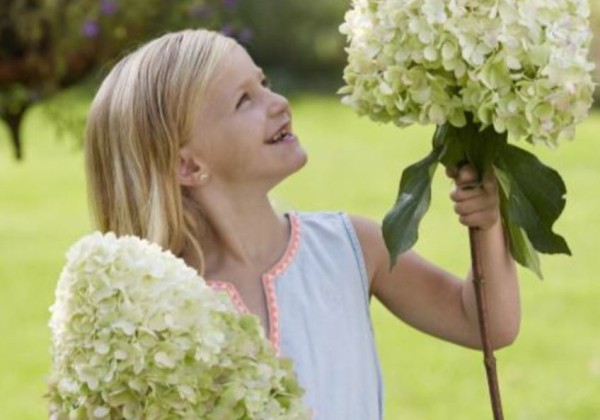 Hydrangea paniculata Hercules, 14cm podā