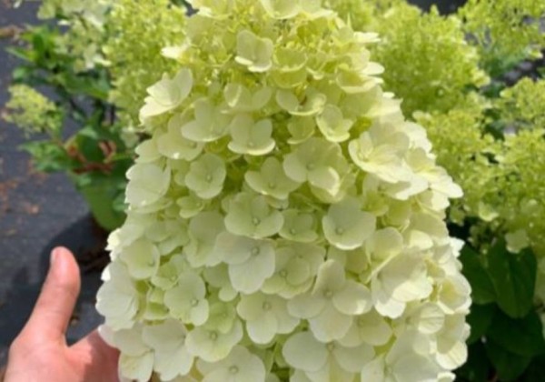 Hydrangea paniculata Hercules, 23cm podā