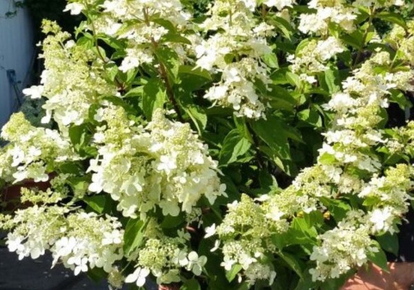 Hydrangea paniculata Confetti, 14cm podā