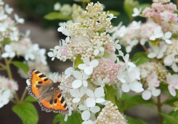 Hydrangea paniculata Confetti, 14cm podā
