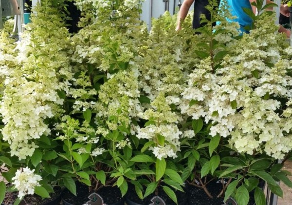 Hydrangea paniculata Confetti, 14cm podā