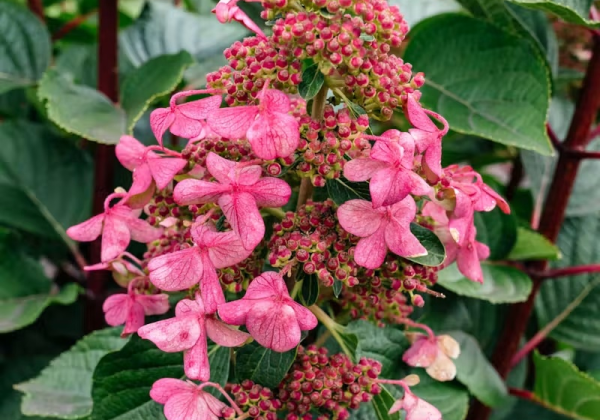 Hydrangea paniculata Living Infinity, 14cm podā