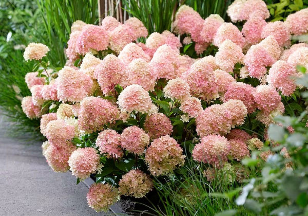 Hydrangea paniculata Living Little Love, 14cm podā