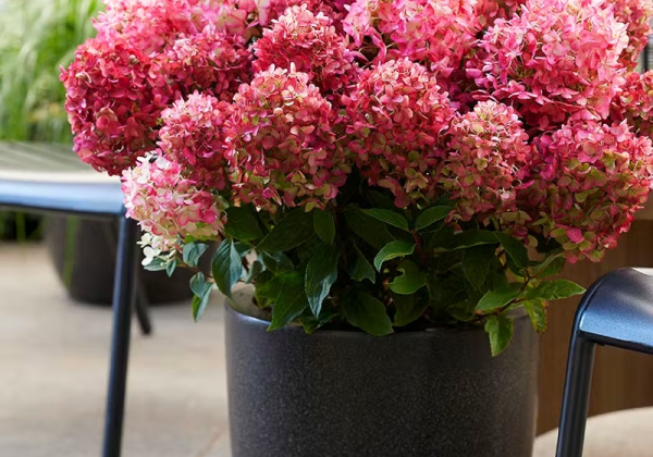 Hydrangea paniculata Living Little Rosy, 14cm podā