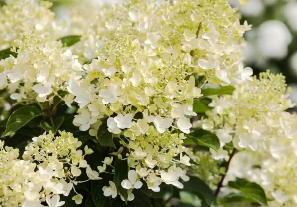Hydrangea paniculata Living Milk&Honey, 14cm podā