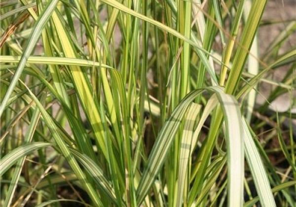 Calamagrostis acutiflora England