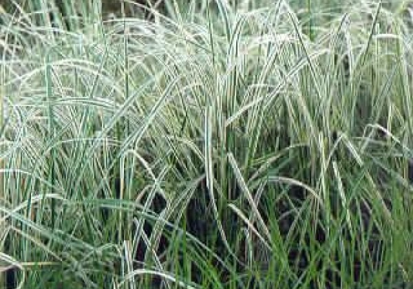 Calamagrostis acutiflora Overdam