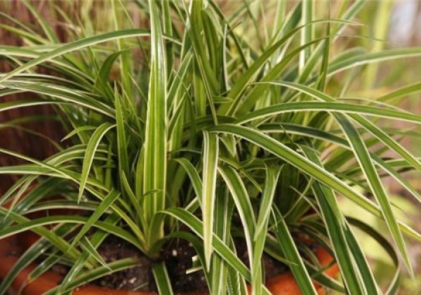 Carex foliosissima Ice Dance