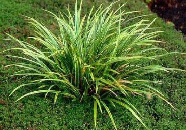 Carex morrowii Aureovariegata