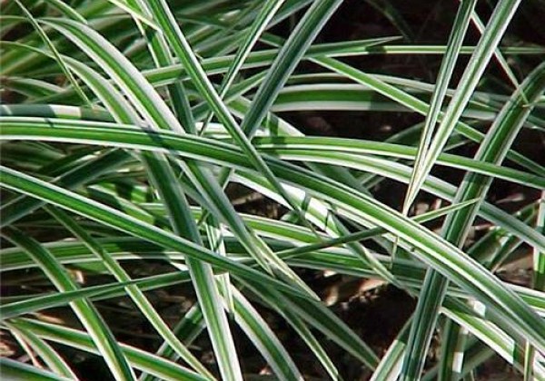 Carex morrowii Goldband
