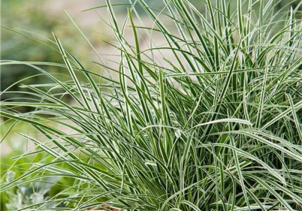 Carex oshimensis Everest