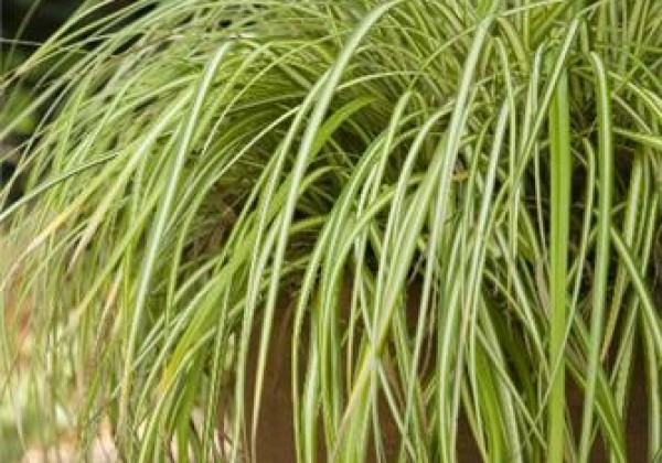 Carex oshimensis Evergold