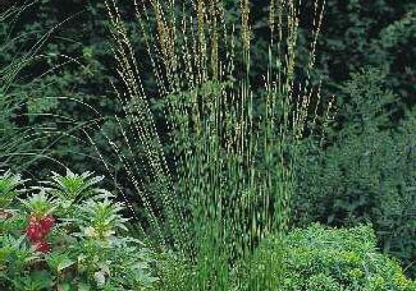 Molinia caerulea Heidebraut