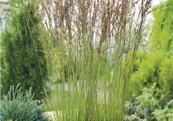 Molinia caerulea Heidezwerg