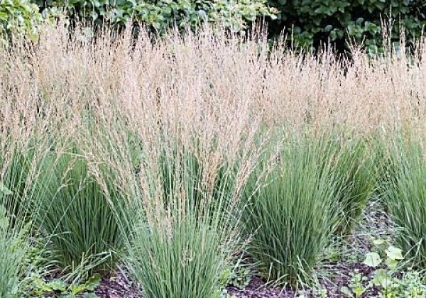 Molinia caerulea Moorflamme