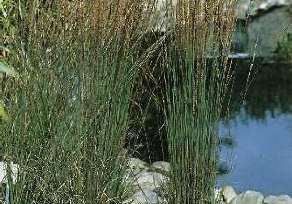Molinia caerulea Moorhexe